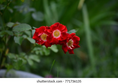 Biddulph Grange Rose