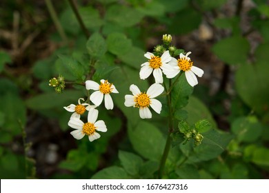 Biden alba or Spanish Needle, Scientific Name Bidens pilosa L. Are weeds and herbs. Beautiful white flower with blurred natural background - Bidens pilosa var, Beautiful grass flowers Green background