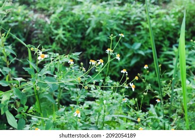 Biden alba or Spanish Needle, Scientific Name Bidens pilosa L. Is a weed and herb. Beautiful grass flower Green background