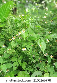 biden alba or spanish needle, scientific name Bidens pilosa L . beautiful grass flowers green background . are weeds and herbs