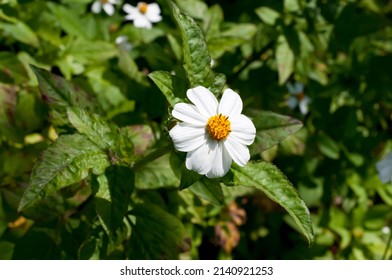 biden pilosa white flower on green leaf background.