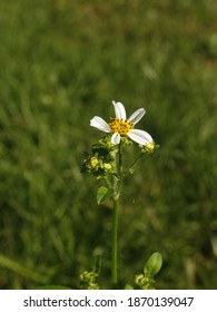 Biden's Abla Or  Romerillo, Beggar’s Tick, Spanish Needle Or Monkey’s Lice, This Florida Native Wildflower Is The Third Most Reliable Source Of Nectar For Pollinators  White Daisy Look Flower