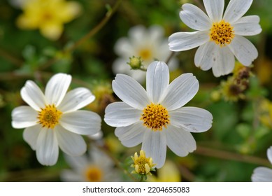 Bidens 'Bellamy White' Is An Annual Plant With White Flowers