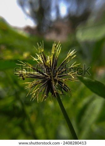 Bidens bipinnata is a common and widespread spesies  of
flowering plants in the family Asteraceae Stock photo © 