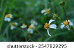 Bidens flowers in the wild with macro photography using a lumix camera