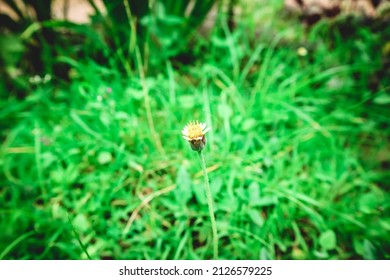Bidens pilosa flower bud botanical macro photography