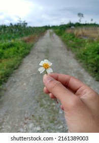 Bidens pilosa flower in hand. with blurred background