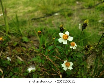 Bidens pilosa flowers grow in the wild