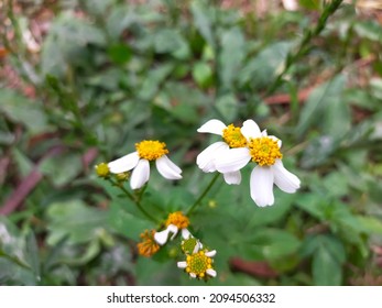 Bidens pilosa flowers, white with yellow pollen on a green leafy background.
