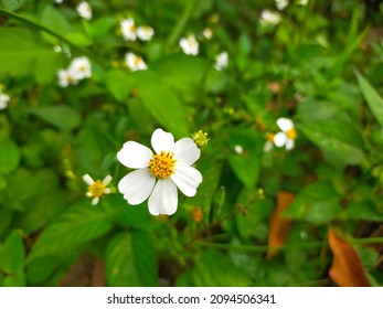Bidens pilosa flowers, white with yellow pollen on a green leafy background.