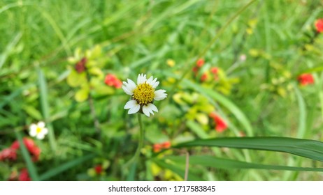 Bidens Pilosa Or Ketul Or Black-jack Or Beggarticks Or Hairy Beggarticks Or Cobbler's Pegs Or Devil's Needles Or Hairy Bidens On Green Blurred Grass Floral Background.