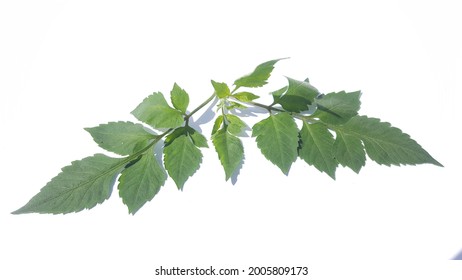 Bidens pilosa  leaves isolated on white background.common names include black-jack, beggarticks, farmer’s friends and Spanish needle, but most commonly referred to as cobblers pegs