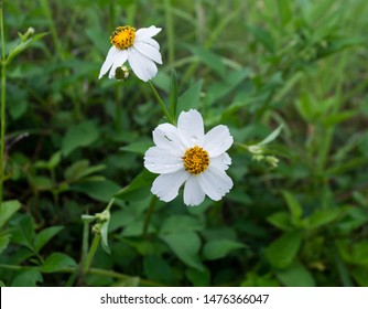 Bidens Pilosa Linn Or Common Beggarticks Or Hairy Beggarticks With White Petals Along The Roadside
