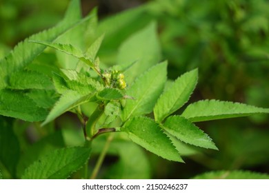 Bidens radiata plant. Bidens radiata is a species of flowering plant belonging to the family Asteraceae