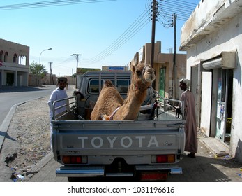 42 Camel In Pickup Images, Stock Photos & Vectors | Shutterstock