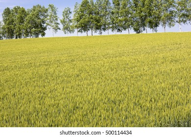 biei fields