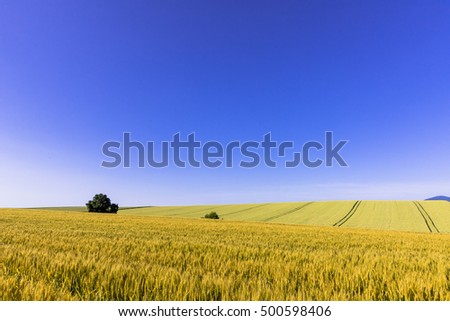 Similar – Image, Stock Photo cornfield Environment