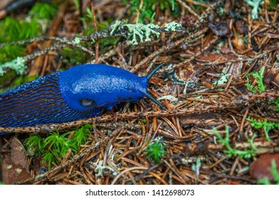 114 Carpathian blue slug Images, Stock Photos & Vectors | Shutterstock