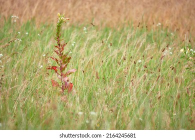The biennial donkey, Enotera biennial or Flight (Oenothera biennis) is a biennial plant of the Cypress family, originally from North America. In horticulture, varieties of hybrid origin are bred. - Shutterstock ID 2164245681