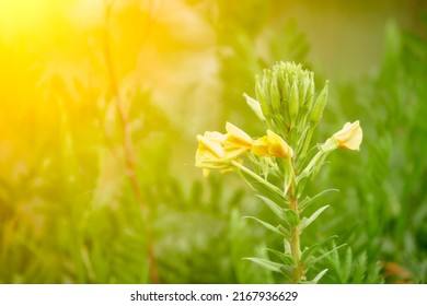 The biennial donkey, Enotera biennial or Flight (Oenothera biennis) is a biennial plant of the Cypress family, originally from North America. In horticulture, varieties of hybrid origin are bred. - Shutterstock ID 2167936629