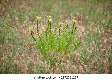 The biennial donkey, Enotera biennial or Flight (Oenothera biennis) is a biennial plant of the Cypress family, originally from North America. In horticulture, varieties of hybrid origin are bred. - Shutterstock ID 2172351287