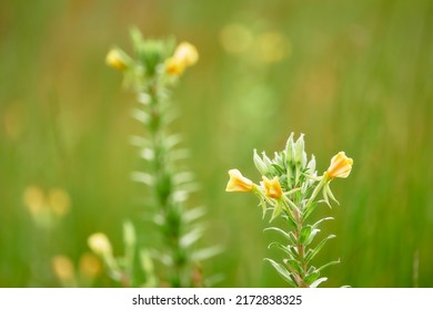 The biennial donkey, Enotera biennial or Flight (Oenothera biennis) is a biennial plant of the Cypress family, originally from North America. In horticulture, varieties of hybrid origin are bred. - Shutterstock ID 2172838325
