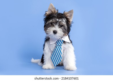 Biewer terrier puppy dog wearing tie posing in the studio by a blue background