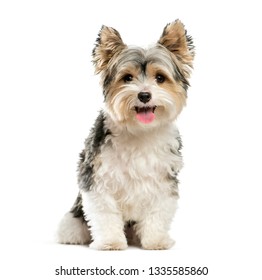 Biewer Yorkshire Terrier, 3 years old, sitting in front of white background