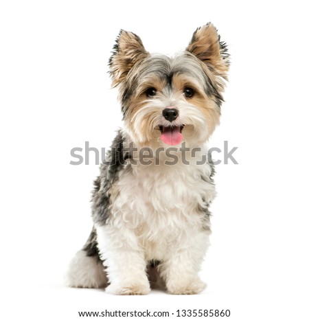 Biewer Yorkshire Terrier, 3 years old, sitting in front of white background