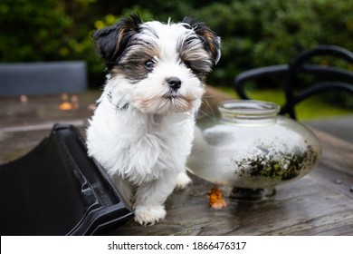 Biewer Yorkshire Terrier Dog puppy in black and white sitting on a table outside seen from the front