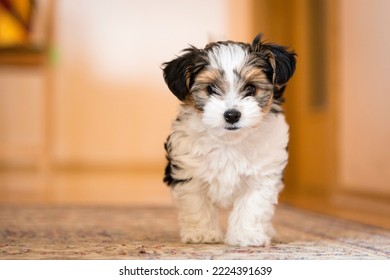 biewer yorkshire terrier puppy in the interior of the house on a blurred background