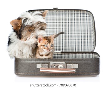 Biewer-Yorkshire Terrier Dog Sniffing  Bengal Cat  Inside Open Suitcase. Isolated On White Background