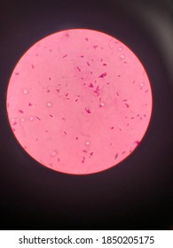 Bifido Bacteria From Milk On Microscope