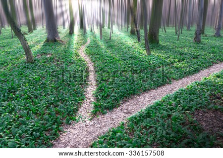 Bifurcation of a path in forrest