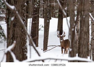 Big 8 point white tail buck deer in Wausau, Wisconsin in mid December