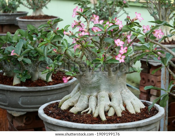 Big Adenium Pot Big Roots Adenium Stock Photo (Edit Now) 1909199176