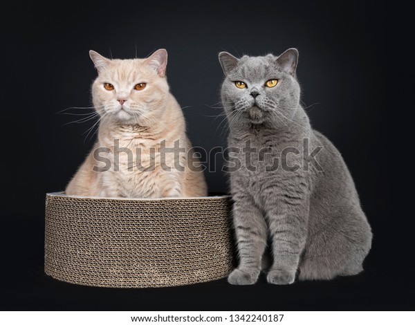 Big Adult Cream British Shorthair Cat Stock Photo Edit Now