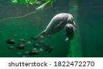 Big adult manatee and a baby swimming inside aquarium