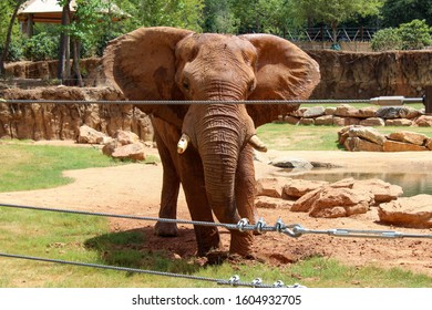 Big African Elephant In The Atlanta Zoo