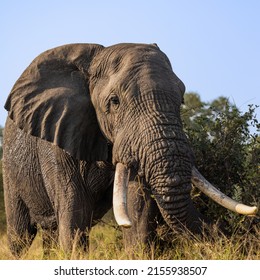 Big African Elephant Bull Tusker Stock Photo 2155938507 