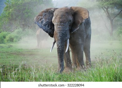 Big African Elephants Misty Light Stock Photo 322228094 | Shutterstock