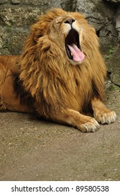 Big African Lion Yawn After Feed