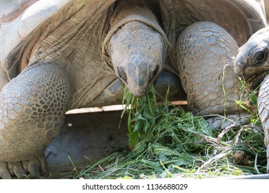 Big African Tortoise Eating Grass Stock Photo 1136688029 | Shutterstock