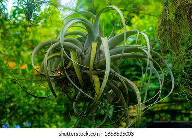 Big Air Plant Hanging At The Garden