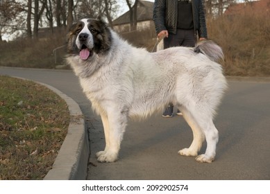 Big Alabai, A Huge White Dog Walks On A Leash