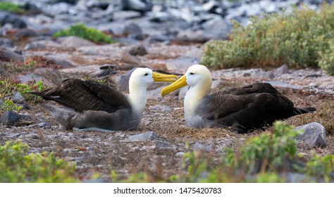 Big albatros bird taken on Galapagos islands