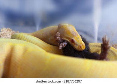 Big Albino Python Eating A Rat
