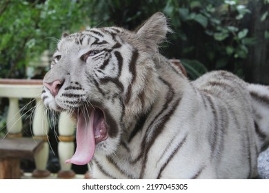 A Big Albino Tiger Yawning