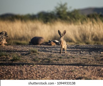 Big Alert American Desert Hare (black-tailed Jackrabbit) Faces Camera In Dry Landscape