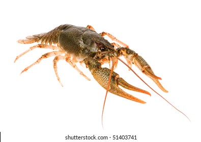 Big alive crayfish isolated on white background